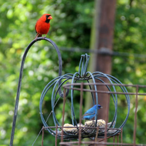 sense-of-wonder-blue-card