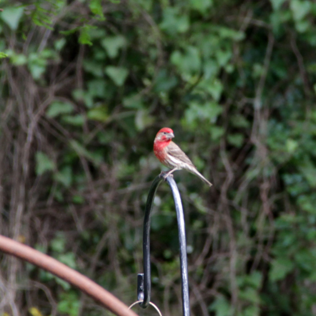 sense-of-wonder-finch