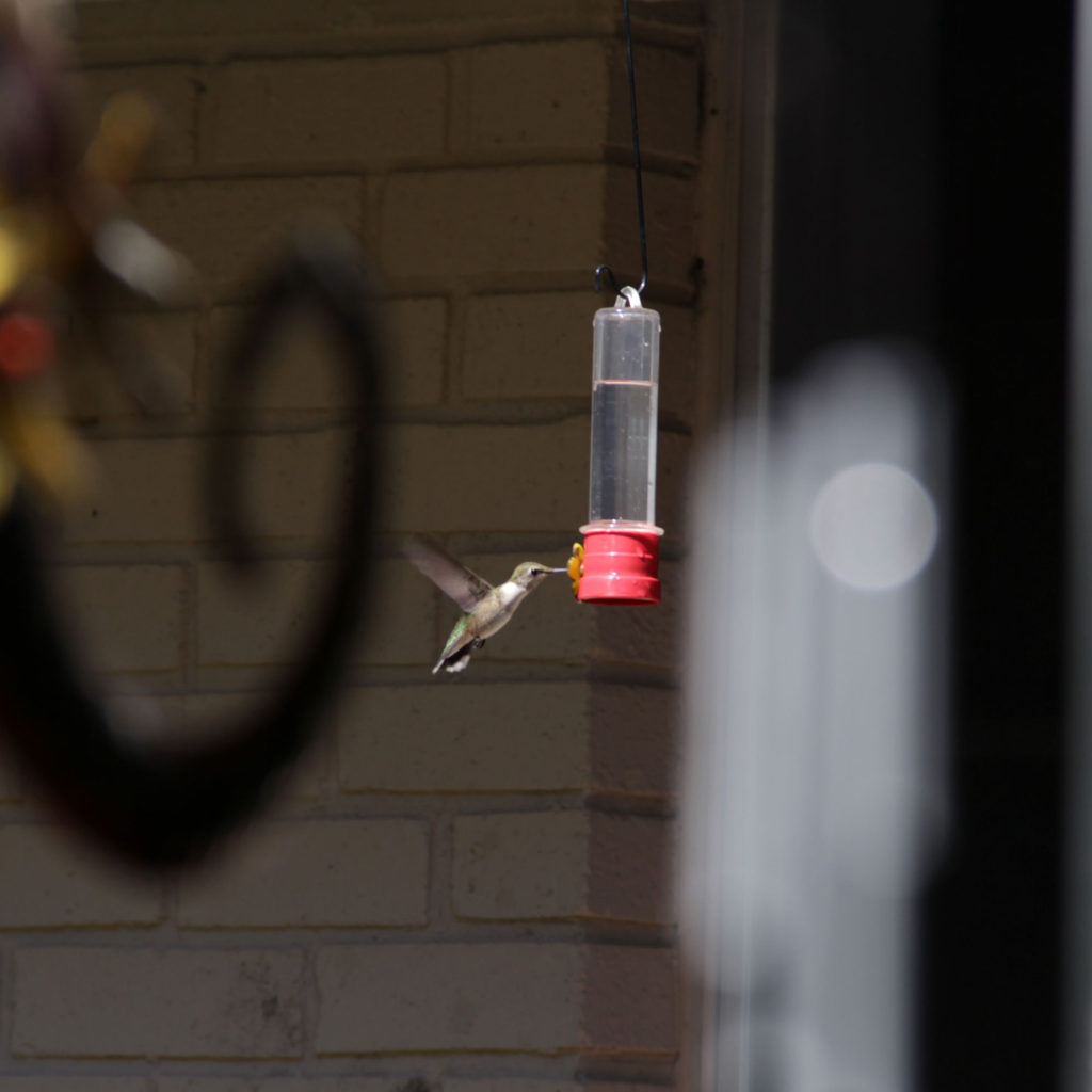 sense-of-wonder-hummer